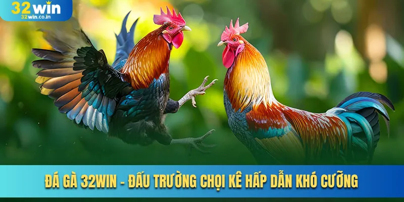 Đá Gà 32win - Đấu Trường Chọi Kê Hấp Dẫn Khó Cưỡng